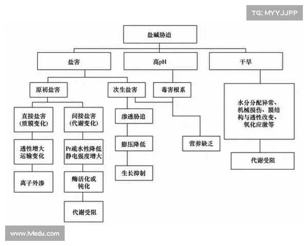 腰部组织在人体健康中的重要性与现代医学研究的进展分析
